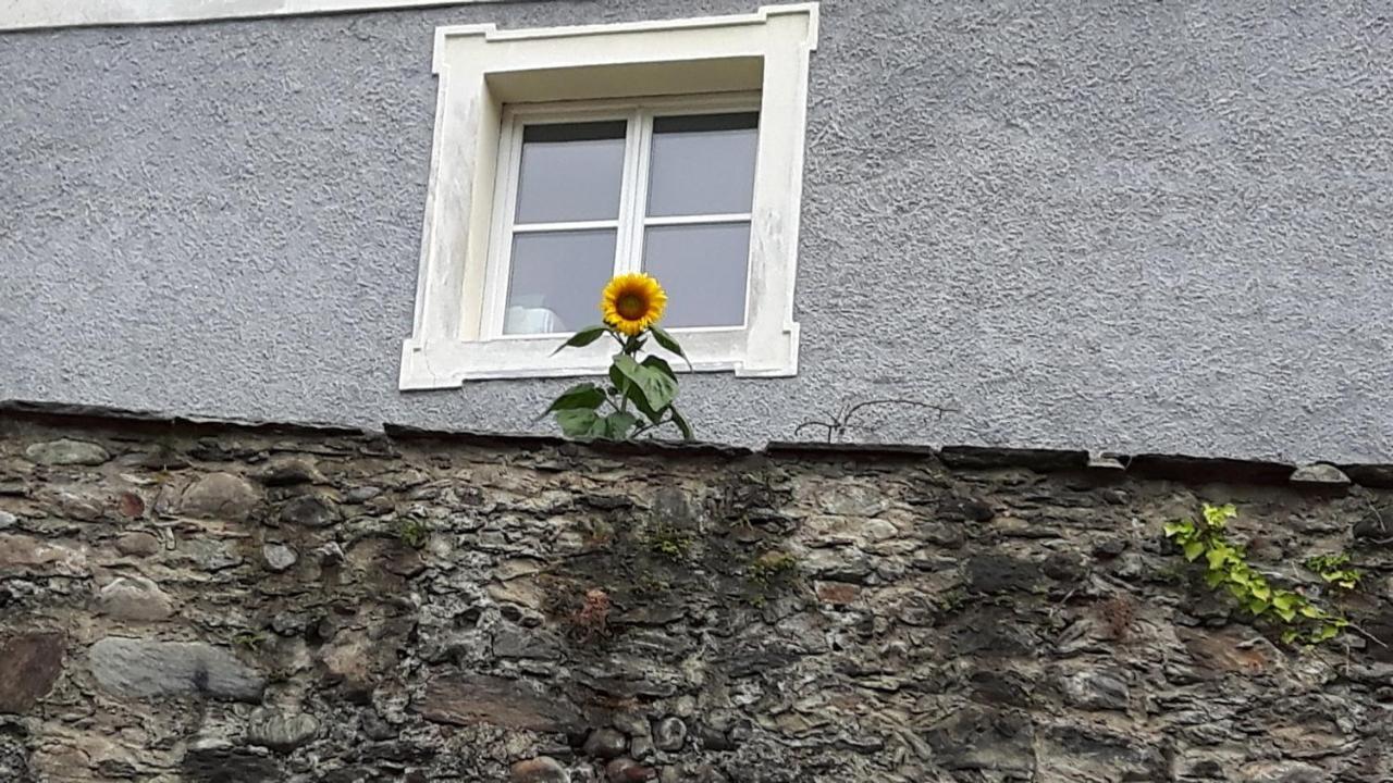 Pension Alte Muehle Gmünd Exteriér fotografie